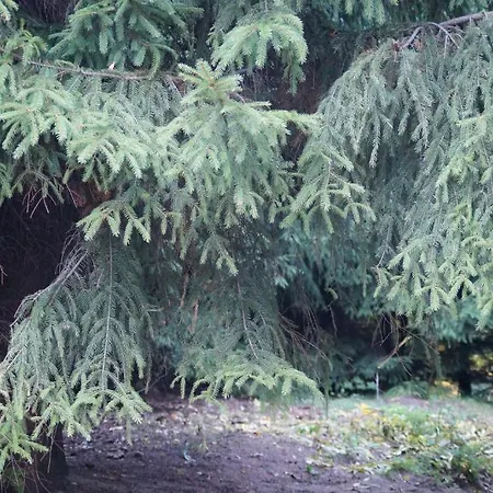 Mlynarzowy Dworek غدينيا