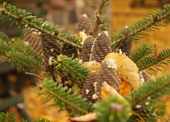 Apartament Młynarzowy Dworek